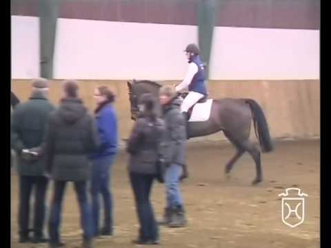 Holsteiner Stute von Casall - Claudio's Son - Corrado I