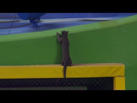 Cat shows off athleticism on outfield wall
