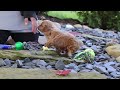 Maltipoo dogs for sale: Luca - Video 1
