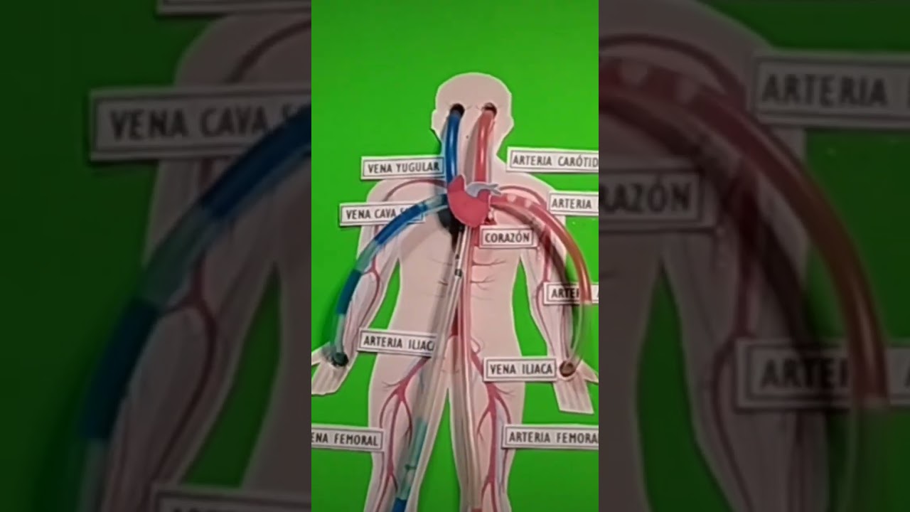 MAQUETA QUE CIRCULA SANGRE/ SISTEMA CIRCULATORIO/ TE INVITO A SUSCRIBIRTE ❤️/ PASO A PASO AQUI