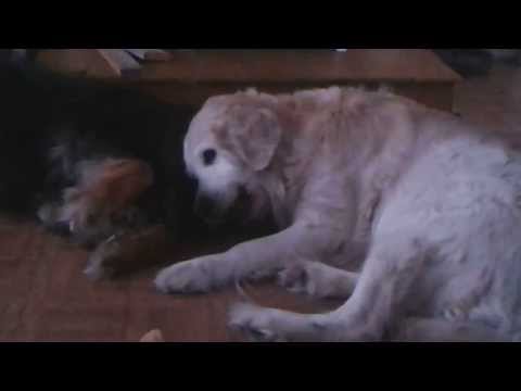 Daisy & Nitya being cute