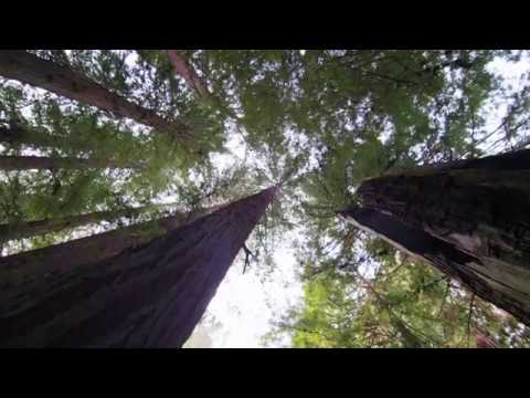 The Light The Heat "Rest of Our Lives" lyric video