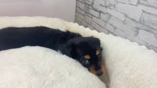 ミニチュアダックスの動画01