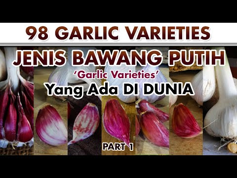 , title : 'BAWANG PUTIH Part 1 | GARLIC VARIETIES | Allium sativum | Plant id | Bumbu'