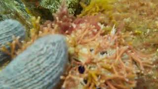 1090331七美漁業資源保育區水下探測拍攝 2