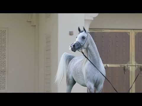 D LEEN | Dubai Stud Auction 2022