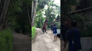 Download lagu Atraksi kuda jingkrak buat arak-arakan #horse #kuda #mainkudakudaan mp3
