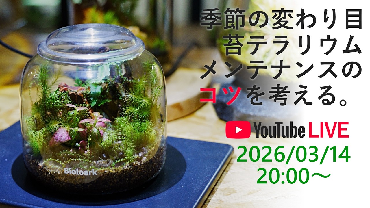 季節の変わり目の苔テラリウムのメンテナンスのコツ！どしどしご質問ください
