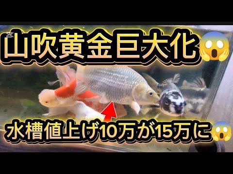 【錦鯉】180cm 錦鯉水槽 山吹黄金ショートボディ大きくなりました。水槽が5万円値上げしてました💦💦錦鯉 金魚