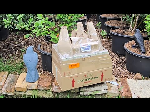 Nákup borůvek - 4mygarden