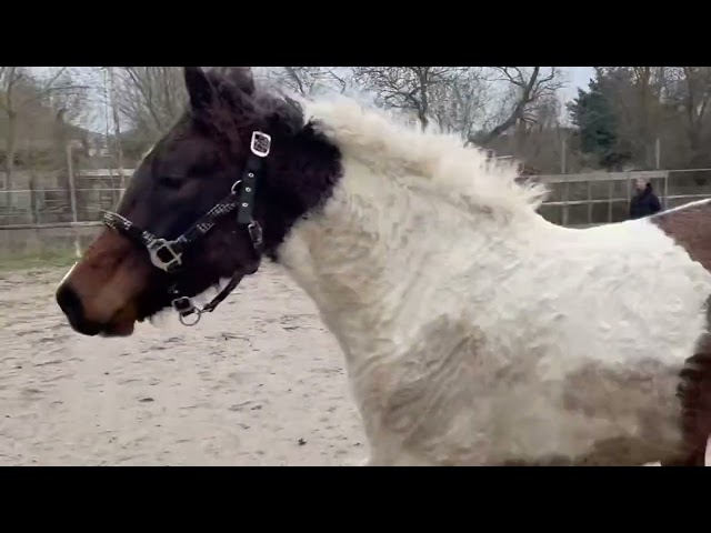 Magnifique poney D Curly pie