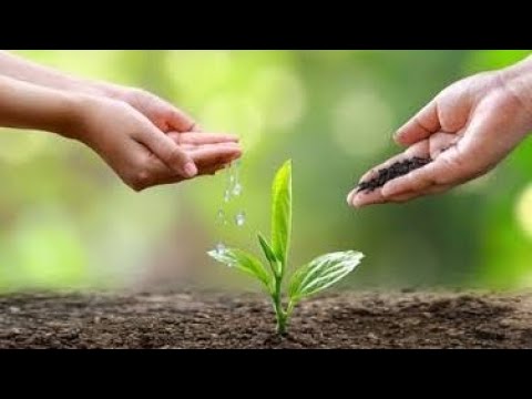 Planted saplings on the day of Guru Purnima 2023