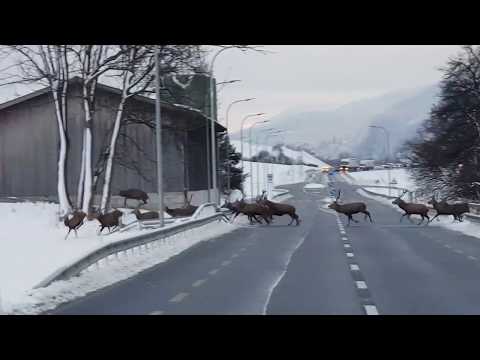 Hirschrudel überquert Strasse in der Alpenstadt Chur