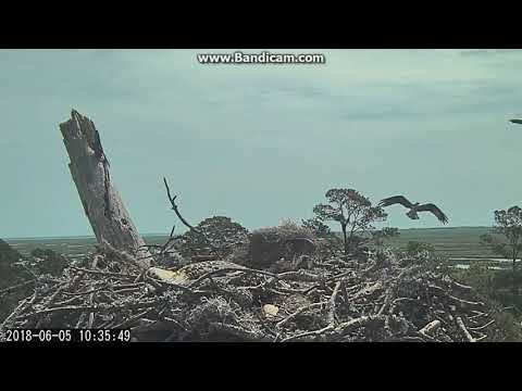 Scarlett Defending Nest from Intruder(s) Savannah Osprey Nest