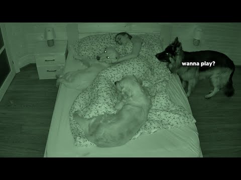 What Sleeping With Three Dogs Is Like