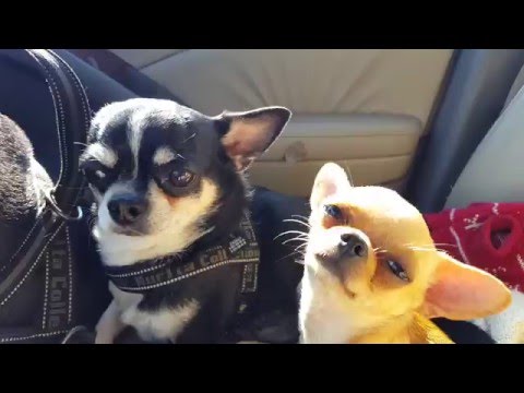 Чихи путешественники