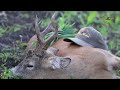 Roe buck Hunting in Transylvania , Jakt i Rumänien , Jakt i Romania , Jagt i Rumænien , Jagd in Rumä