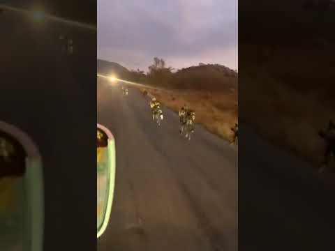 Wild dogs on the hunt #lion #krugernationalpark #wildlife #safarilive #animal #kruger #mnike#nature