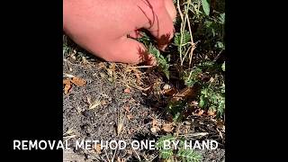 Puncturevine Overview