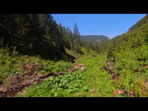 Coborand de la Popasul Iosif al II-lea catre Drumul forestier Valea Haitii,Muntii Calimani