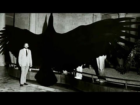 Truth About This Giant Predator Bird