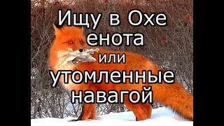 Еноты приманка какую приманку для енотов