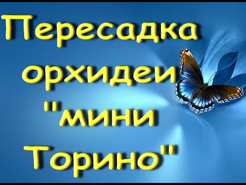 Пересадка ОРХИДЕИ+состояние на 15день.Орхидея "бабочка",похожая на мини"Торино"(это не её название))