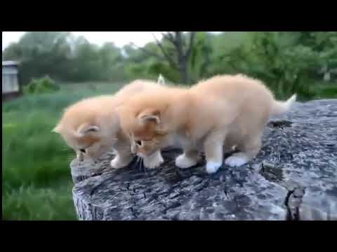 Видео для Печеньки (Amira cat) перезалив