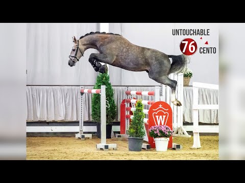 Westf. Hauptkörung Reitpferdehengste 2020: 76 - Untouchable - Cento - Goodtimes