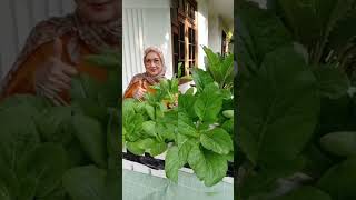 Download lagu Healthy living with low costs, ala Titiek Sandhora #shorts #titiekmuchsin #seniorproductive #livi... mp3 Download lagu Healthy living with low costs, ala Titiek Sandhora #shorts #titiekmuchsin #seniorproductive #livi... mp3