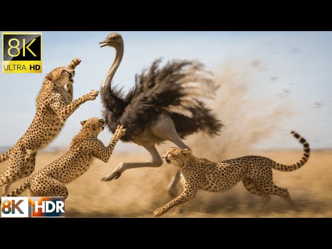 ANIMALS BEST MOMENTS 8K  | WILDLIFE in AMAZON JUNGLE | ANIMALS OF AMAZON JUNGLE RAINFOREST