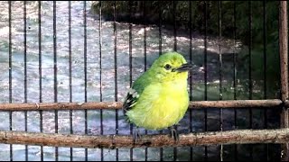 Download lagu Rahasia Ampuh! Pakai Suara Burung Sirtu Cipoh Betina untuk Memancing Suara Nyaut mp3