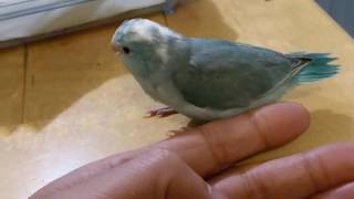 飛び始めました(*'▽')