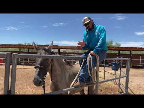 AZHT: Building Trust On The Fence With Your Horse