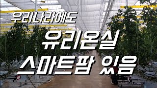 유리온실 스마트팜 구경해봤어요