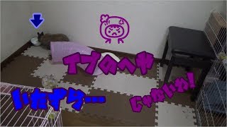 イブのいたずら