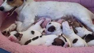 preview picture of video 'Carly's pups nursing'