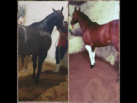 Corrida que vale 100 Mil - Parabéns aos proprietários