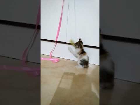 Funny cat video
