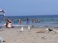 Seagulls Fighting For PIZZA HA HAHAHAHA