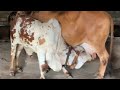 Bull Sucking Cow Milk Biggest Bull Drinking Cow Milk Huge Bull Breeding Cow Milk Cow