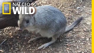 This 'Mini Kangaroo' is One of Many Unknown Marsupials | Nat Geo Wild by Nat Geo WILD