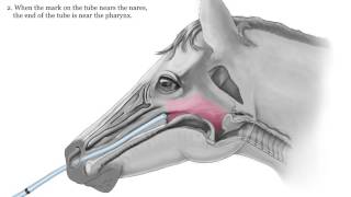 Thumbnail for Equine Nasogastric Intubation video