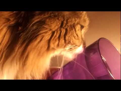 cat licking a glass