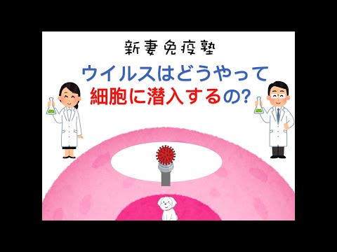 このようにして、ウイルスは私たち人間にとって危険になります。ウイルスはどのようにして発生するのでしょうか?