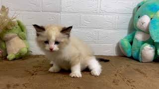 ラグドールの動画01