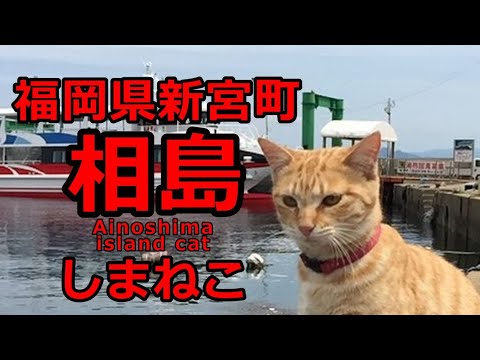 【cat】　福岡県新宮町　相島　猫まとめ