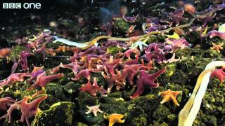 Final Cut video (Broadcast: I Found the F)