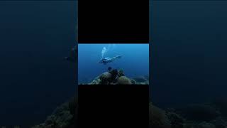 A Year in the Making: Apo Island, Dauin, Philippines