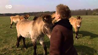 Przewalski's horses: saved from extinction |